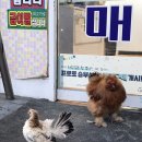 삐야삐야 이미지
