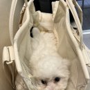 석촌호수동물병원 이미지