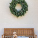 메리도그하우스 이미지