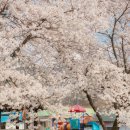 옥천군동이면석탄보건진료소 | 충북옥천] 옥천 벚꽃여행! 한적하게 즐기기 좋은 안터마을 벚꽃 석탄리 벚꽃