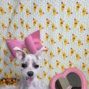 광릉내 애견 이미지