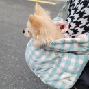 잇츠몽몽 | [부산서면전포카페거리]애견동반 가능한 잇츠몽몽, 강아지와 함께 카페가기