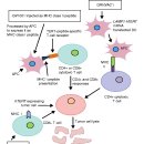 Re:Roles of telomeres and telomerase in cancer, and advances in telomerase-targeted therapies 이미지