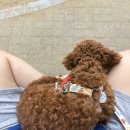 뽀송하랑 이미지