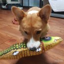 도그워시 이미지