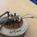 고산시장 이미지