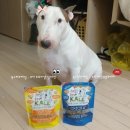 러브독스 이미지