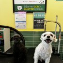 버블독스(안산초지점) 이미지