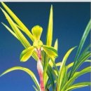 효은 카카오 검색결과