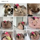 위드펫홈 이미지