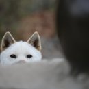 시노래 페스티벌 이미지