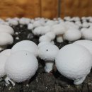 부여하늘농장 이미지