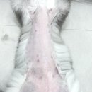 부산고양이미용&호텔 무냥무냥 대연점 이미지