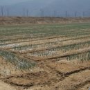 자두나무농장 이미지