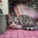 광주강아지분양 애견만세 이미지