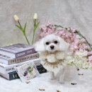 멍뭉이 이발소 이미지