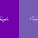 바이올렛 이미지