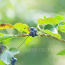 이쁜 댕댕이 이미지