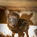 제일사슴농장 이미지