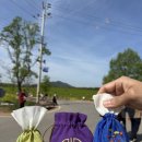 청보리축제장 | 고창 청보리 유채꽃 축제를 떠올리며(25.4.17.)