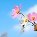 코스모신소재(주) 이미지