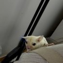 햄스터 분양 햄스터월드 이미지