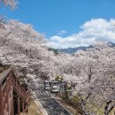 하동십리벚꽃길&황장산942m(3월30일(토)) 이미지