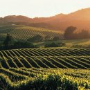 켈리포니아 이미지