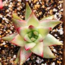 별따오기 이미지