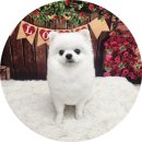 개들의 집 펫살롱 이미지