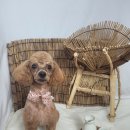 크라운독 이미지