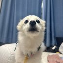 포일로 | [내손동 애견미용] ❝몽드리안❞ 스피츠 미용 솔직 후기🐾