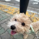 쿨펫 | 강아지 슬개골3기 양측 수술후기 내돈내산 [쿨펫동물병원 일산킨텍스로점]
