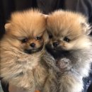 메르시몽프레 포메분양&애견카페 이미지