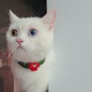 고양이미용호텔_미야옹 이미지