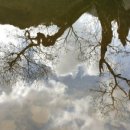 신양 벚꽃길 이미지