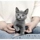 관양동-2 | 관양동고양이분양 후기 — 안양 관양동에서 만난 사랑스러운 아기 고양이