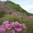 모아산악회339차 여수 호랑산(470m)-영취산(510m) 이미지