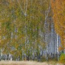 자작나무 이미지