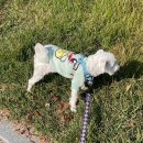 쇼미더멍 이미지