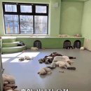 평화유치원 Daum카페