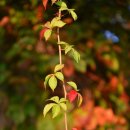 호수의아침 이미지