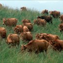 횡성한우 이미지