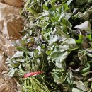 당진 호풍미 호박고구마 모종 판매합니다 이미지