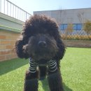 빛여울유치원 | 🐩멍멍아 학교가자 알파시티점 ✨후추 호텔링/유치원 내돈내산 후기!✨