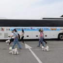 댕댕이버스 이미지