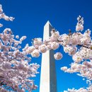 DC 타이어 | 2026년 미국 워싱턴 DC 벚꽃 축제 개장 안내