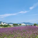 순천만 힐링 이미지