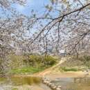 대곡1리(오목) 마을회관 | [당진 여행] 4. 4주 차. 당진천 벚꽃길 후기ㅣ실시간