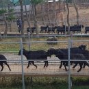 토종흑염소 이미지